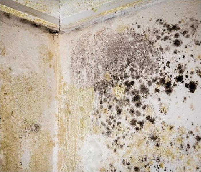 Mold growth on ceiling and walls