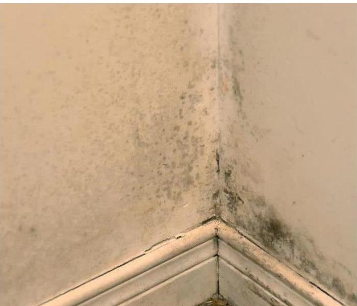 mold growing on bottom corner of wall