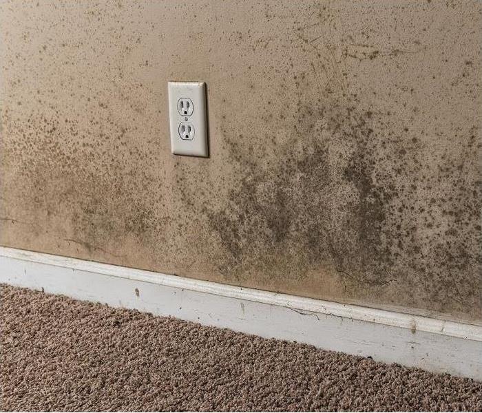 Mold growing on wall and around outlet