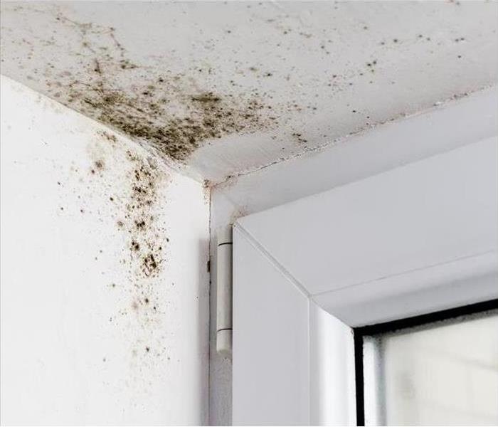 Mold growth along ceiling and wall by window